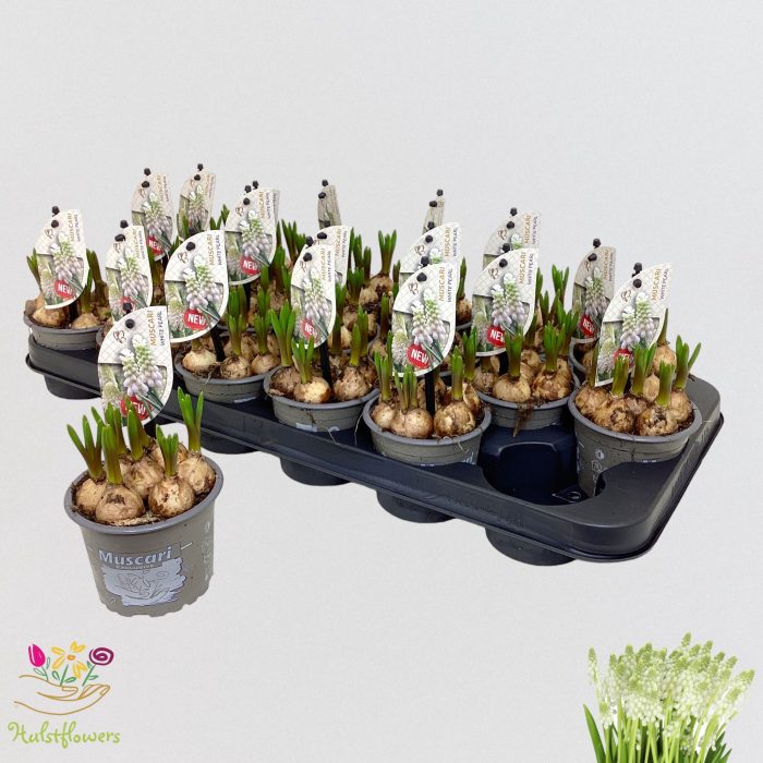 Muscari White Pearl p9, D 9