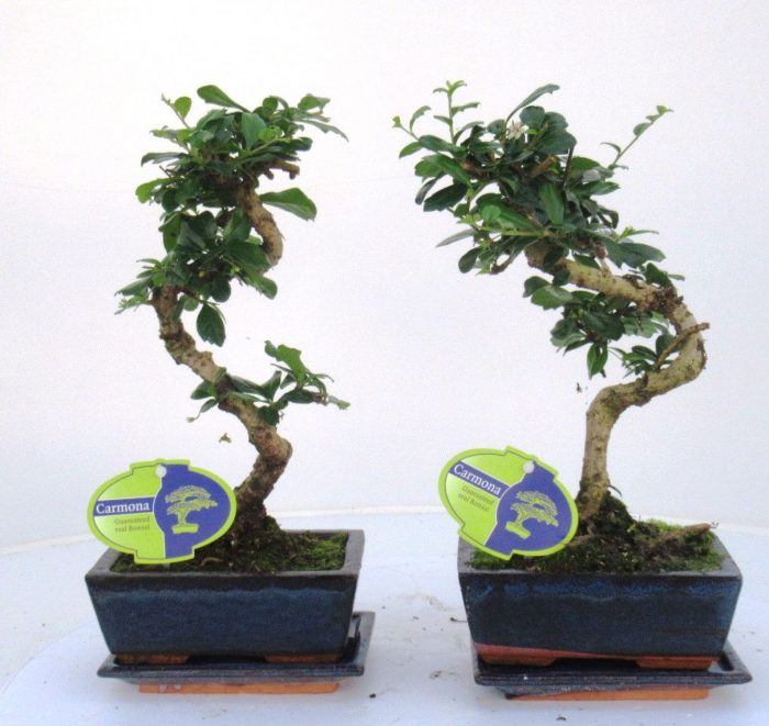 Carmona macrophylla, 15cm., shape, with drip tray, D 15