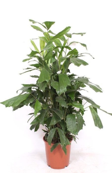 Caryota mitis, D 24