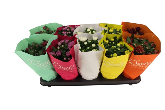 Chrysant 12 cm - Maart Mix, D 12