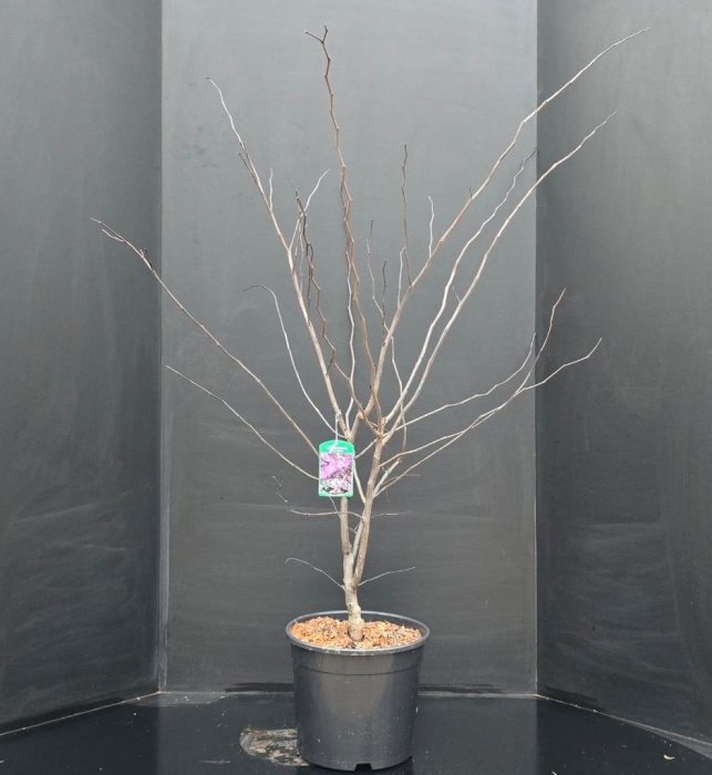 Cercis canadensis 'Forest Pansy' p34, D 34