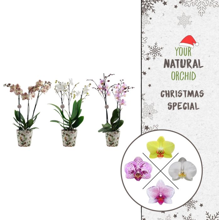 Christmas | 3 spike Flower Symphony mix | Kerst potcover, D 12