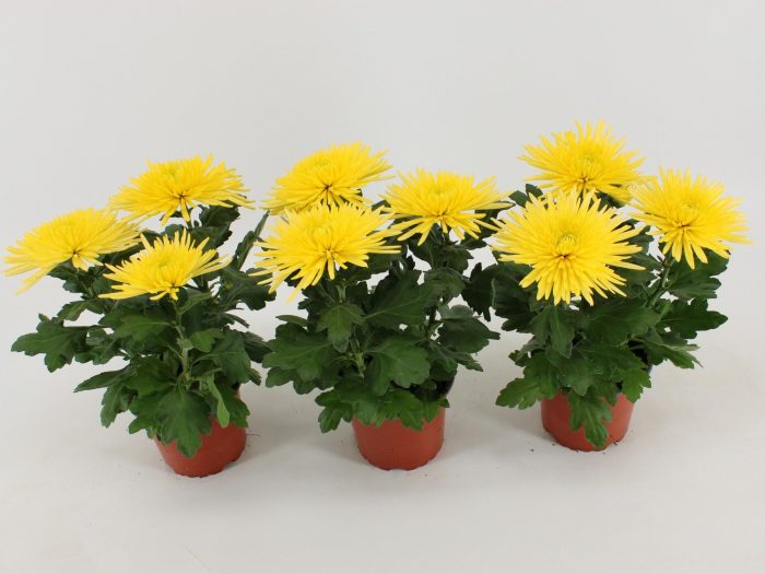Chrysant Anastasia Geel, D 12