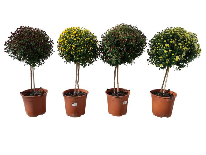 Chrysant wit, D 21