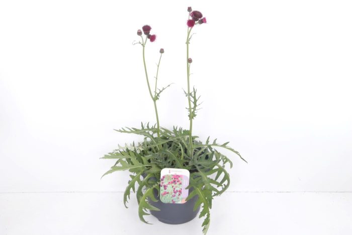 Cirsium riv. Trevors Blue Wonder, D 27