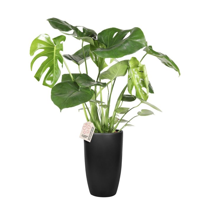 Classic Black, Monstera deliciosa, D 19