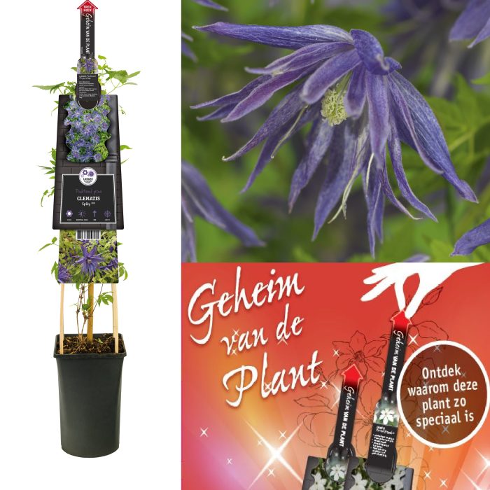 Clematis Spiky PBR secret of the plant DE, D 17