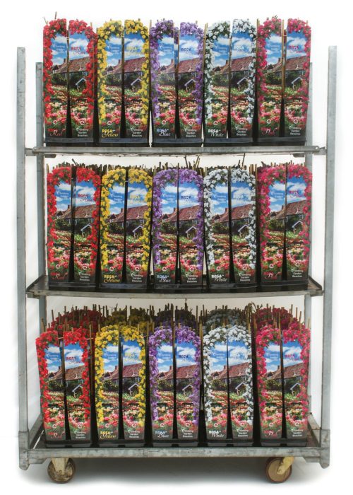 Climbing Garden Beauty 2L, D 11