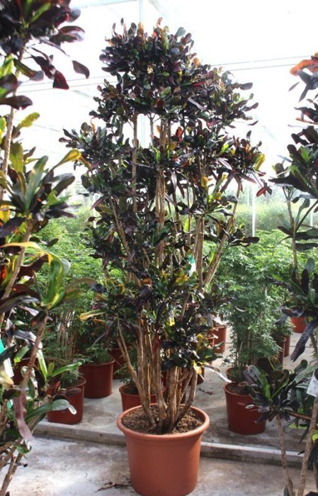 Codiaeum Mammi (Croton), D 55
