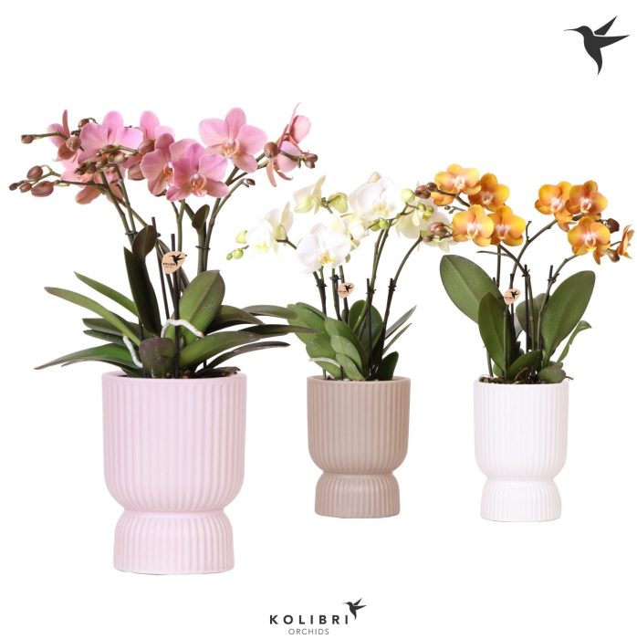 Kolibri Orchids Phalaenopsis Jewel mix in Diabolo mix, D 12