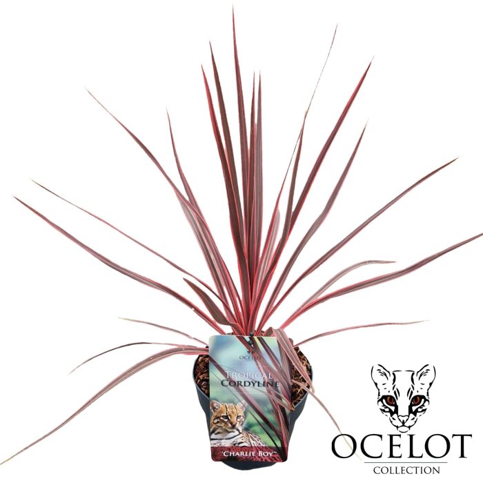 Cordyline australis 'Charlie Boy', D 17