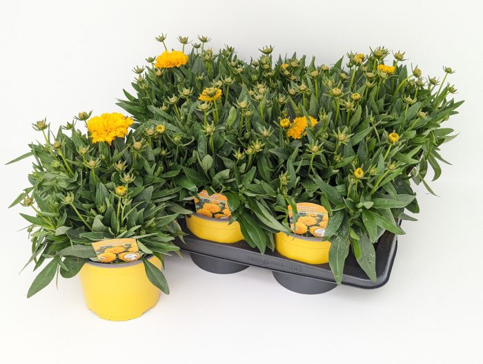 Coreopsis Solanna Golden Sphere T17, D 17
