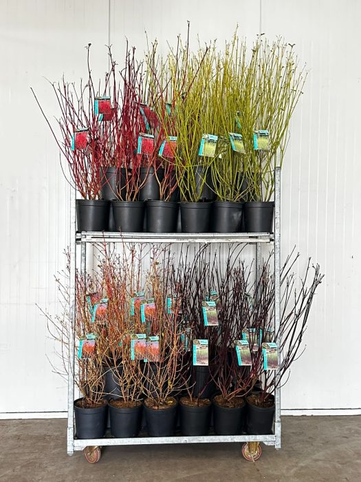 Cornus Mix C6,5, D 24