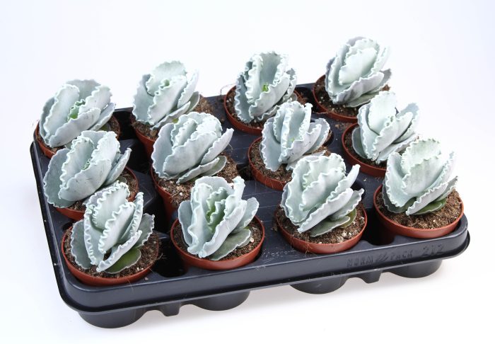 Cotyledon undulata, D 8,5
