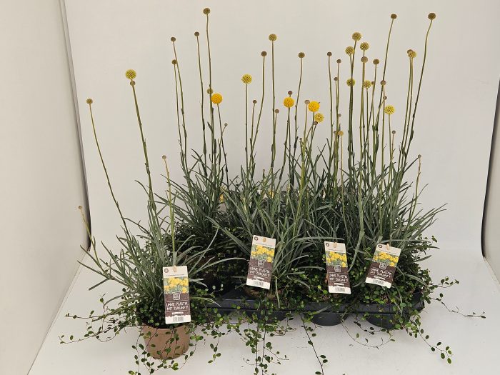 Craspedia - Mühlenbeckia (CrasMü) T13 im Pottburri Topf, D 13