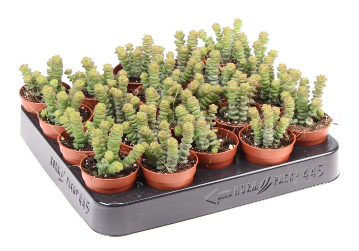 Crassula hottentot, D 5,5