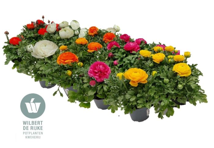 Ranunculus Mixlaag (Ranonkel), D 12