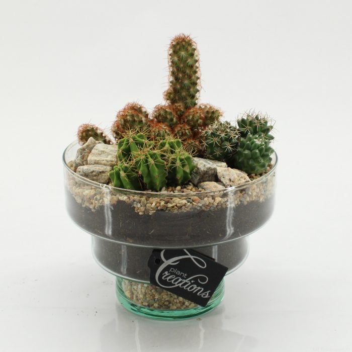 CTCR-2633 Cactus Essentials, D 17