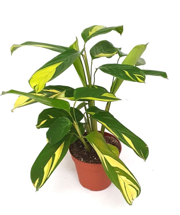Ctenanthe lubbersianii, D 15