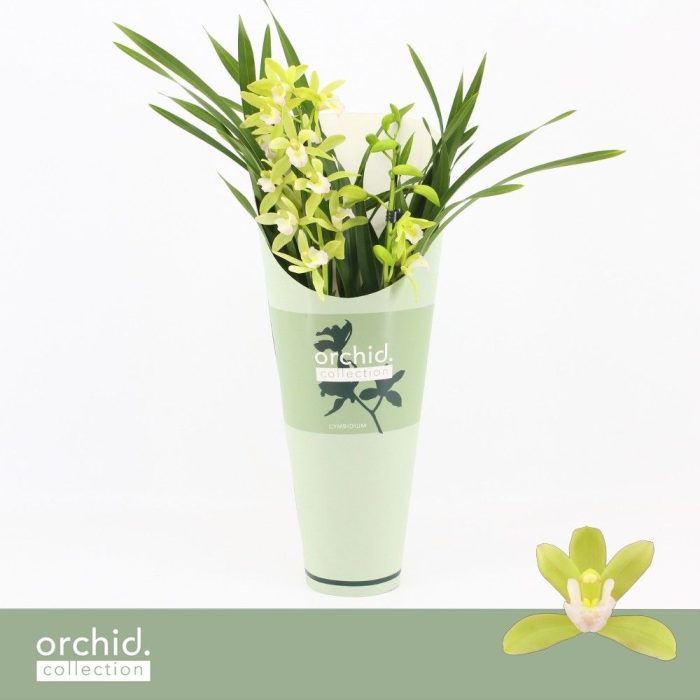 Cymbidium, Mint Source 2-spike 'Orchid Collection' Potcover, D 12
