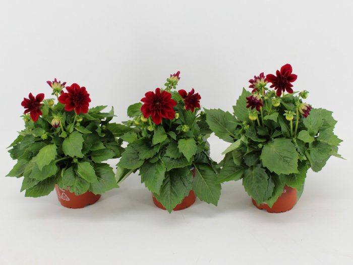 Dahlia Dahlietta Patty, D 12