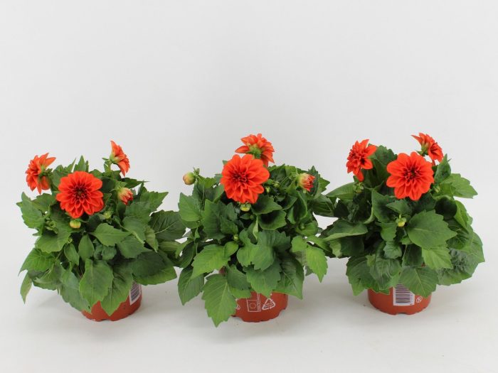 Dahlia Dahlietta Rachel, D 12