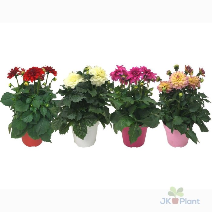 Dahlia Hypnotica, mixkar, D 17