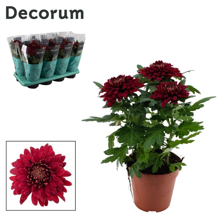 Decorum Chrysanne® Zembla Next Red, D 13