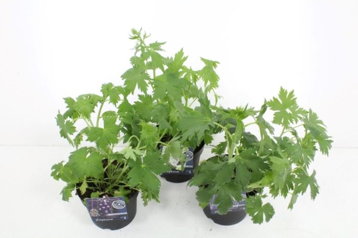 Delphinium elatum Paramo Mix, D 17