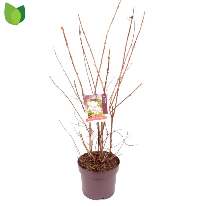 Deutzia hybrida 'Mont Rose' C7,5/P26, D 26