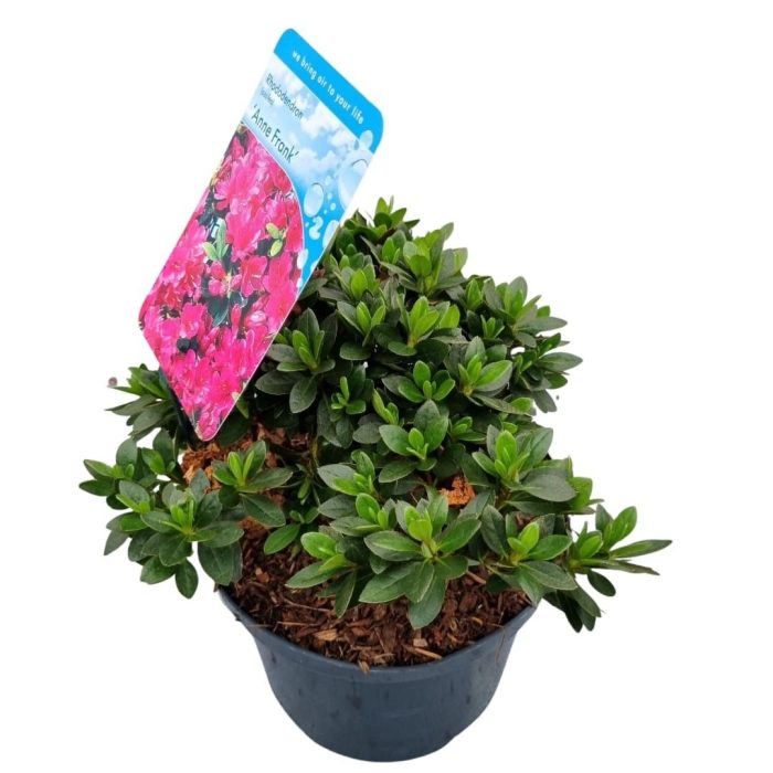 Rhododendron (AJ) 'Anne Frank', D 18