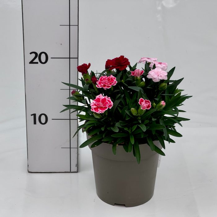Dianthus caryophyllus Trio, D 12
