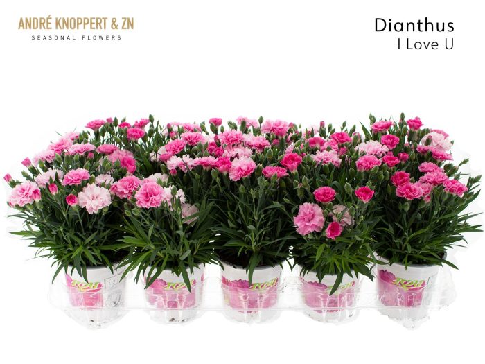 Dianthus I love U transparant fust, D 11
