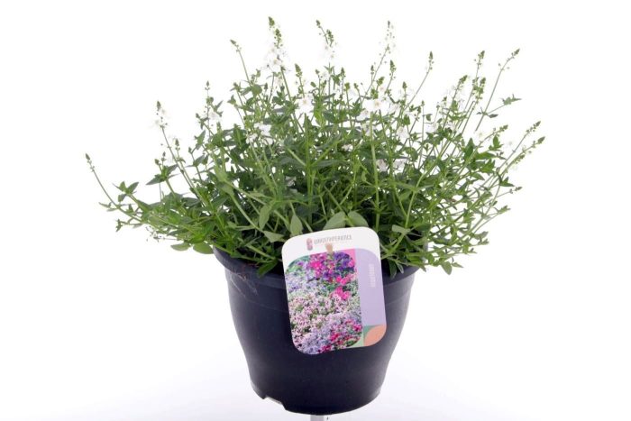 Diascia Trinity Grace, D 23