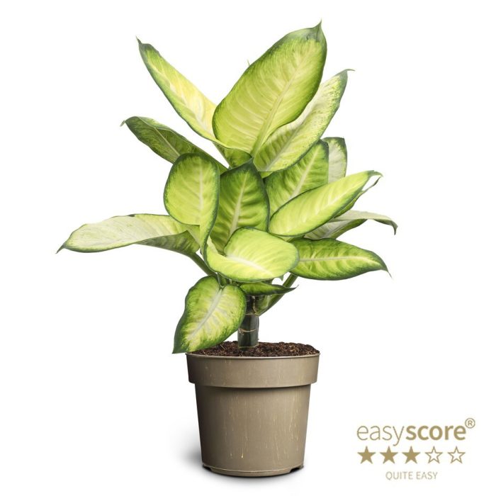Dieffenbachia ´Summer Style´, D 17
