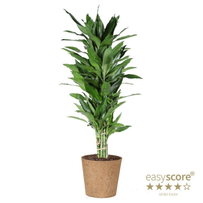 Dracaena ´Janet Lind´ - COCOZ, D 24