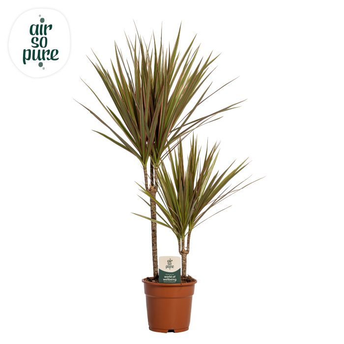 Dracaena Bicolor p17, 30+10, D 17