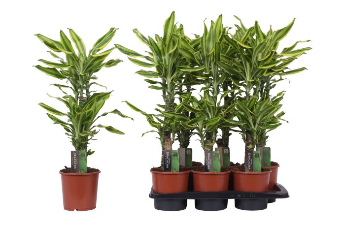 Dracaena Golden Queen, 17 cm pot, D 17