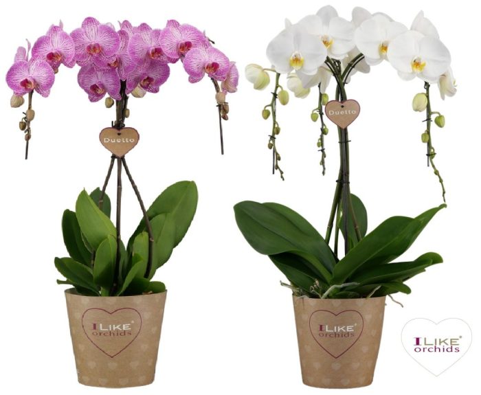 Duetto Ornamento mix - 5 tak, D 17