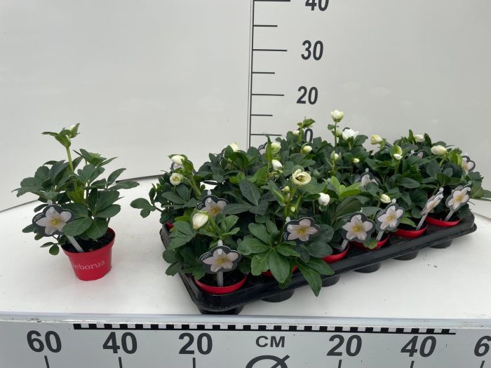 DVDS : P8 Helleborus niger 'Christmas Carol' rode pot - MET foto-etiket, D 8