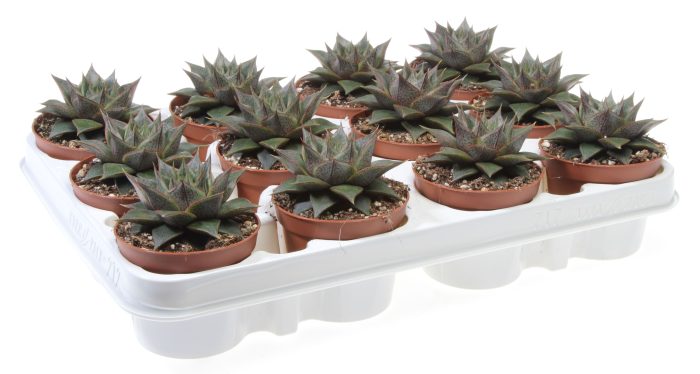 Echeveria gilva, D 8,5