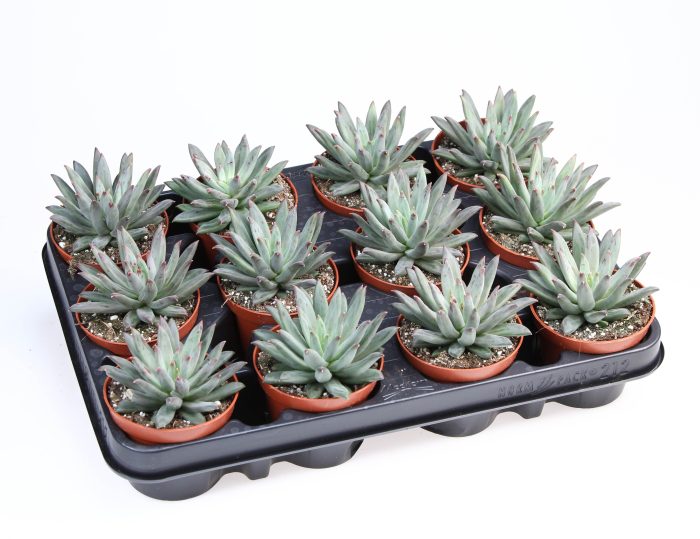 Echeveria Hybrid Nashira, D 8,5
