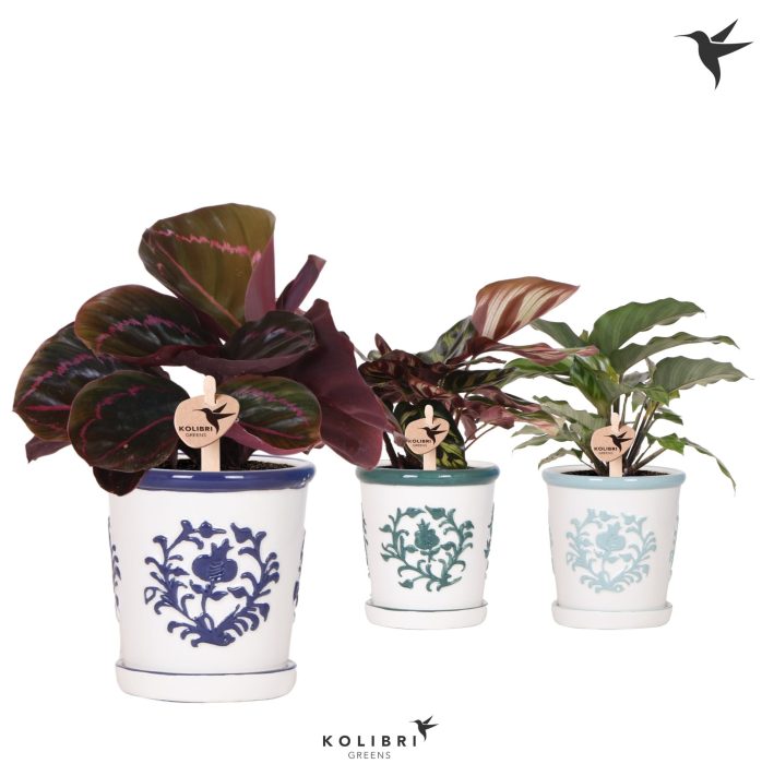 Kolibri Greens Calathea mix in Malaga pot blue mix, D 9