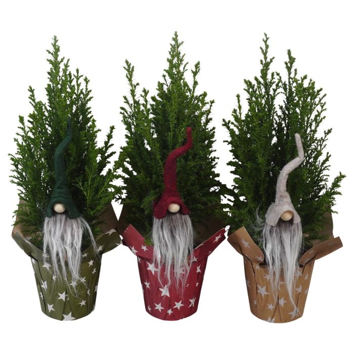 PTK26721 Ellwoodii in papieren potcover mix met decoratie, D 9