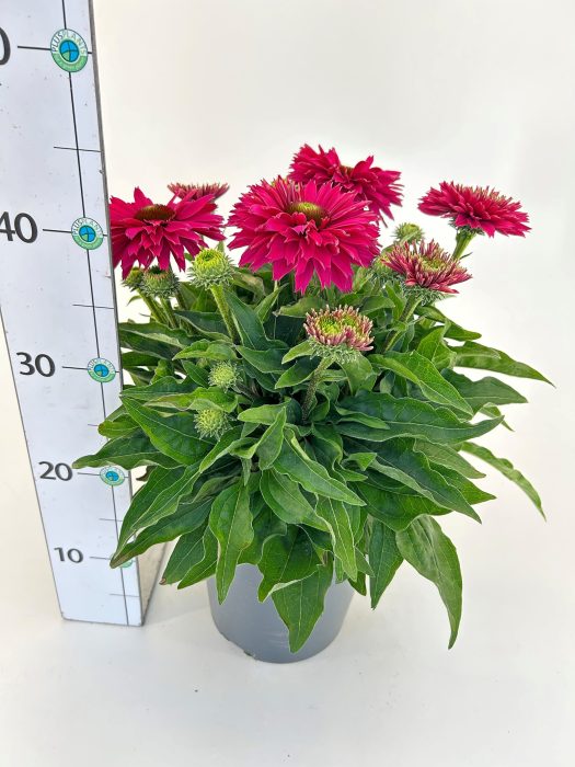 Echinacea Meristem 'Sunseekers Sweet Fuchsia', D 19