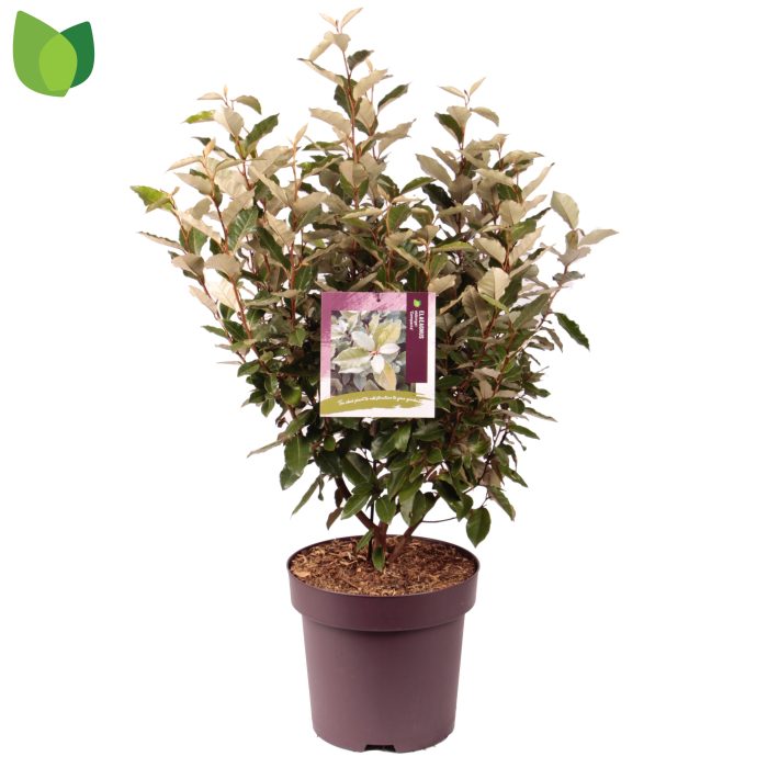 Elaeagnus ebbingei 'Compacta' C13/P31, D 31