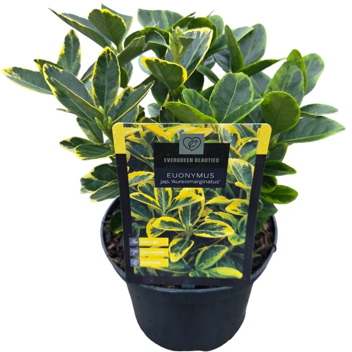 Euonymus jap. 'Aureomarginatus', D 17