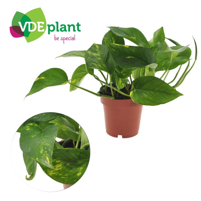Epipremnum Aureum 12cm, D 12