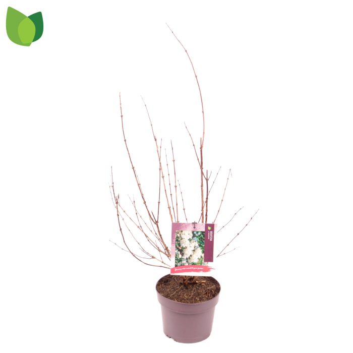 Deutzia lemoinei C3/P19, D 19