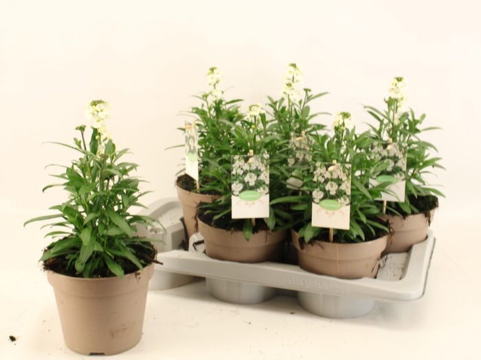 Erysimum Leya White, D 17